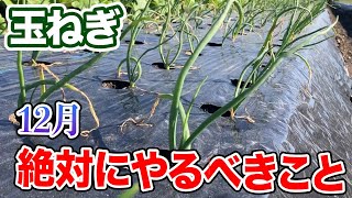 【玉ねぎ】12月に入ったら、必ずやるべきこと