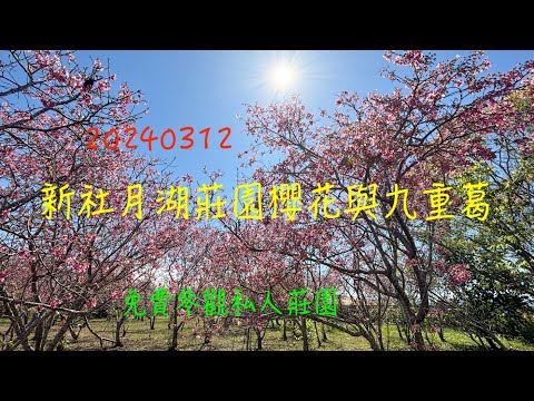 萬ㄟeye台灣20240312新社月湖莊園櫻花與九重葛   4K