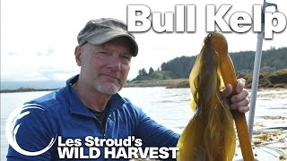 WILD HARVEST | BULL KELP | LES STROUD | PAUL ROGALSKI