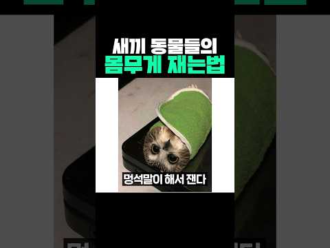 새끼 동물들의 몸무게 재는 법