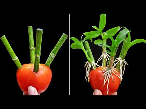 Timelapse of Vegetables Growing in a Balcony Garden