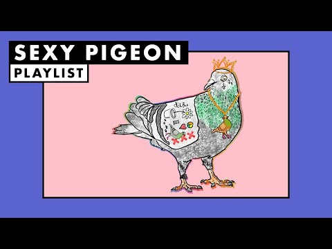 Sexy Pigeon | Playlist