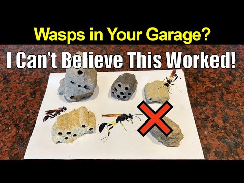 I Can't Believe This Worked!  1-Year Later Wasps Out of My Garage!