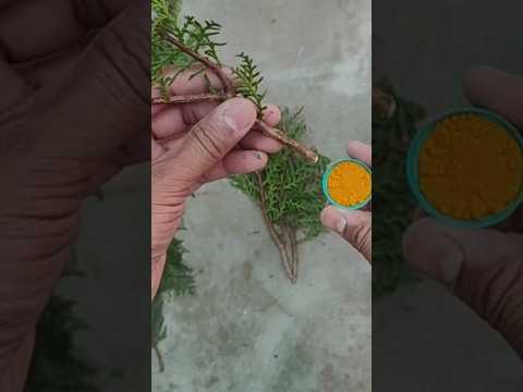 मोरपांखी की कलम कैसे लगाए | #shorts #morpankhi #thuja