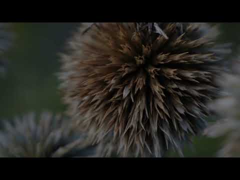 footage - nature decoration