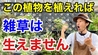 【究極の解決法】もう草取りは必要なくなります.   【カーメン君】【園芸】【雑草対策】【初心者】