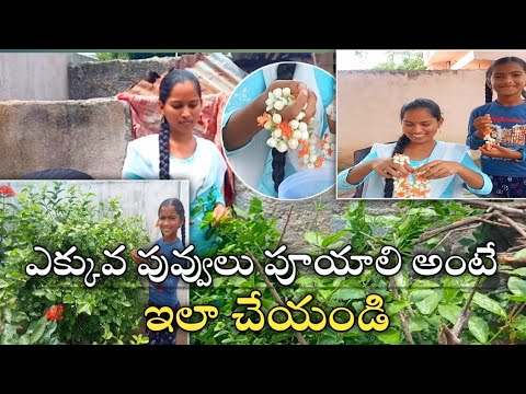 How to grow Jasmine plant at Home | మా మల్లె చెట్టు కి ఎన్ని పువ్వులు పూసయో చూడండి | Jasmine plant