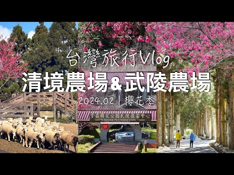 【台灣旅遊Vlog】台中5日4夜 EP01🚌 台灣三大高山農場｜清境農場羊咩咩、武陵農場櫻花季2024、福壽山農場