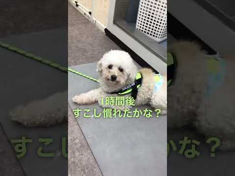 ビションプーのピノちゃん初めてのトリミング