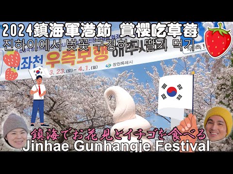 🌸😀2024 Busan Jinhae Cherry Blossom Festival Enjoy cherry blossoms and eat strawberries😀🌸