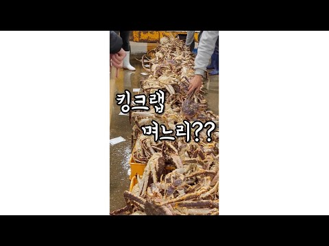 노량진 킹크랩 경매! 지금이 제일 쌉니다! #shorts