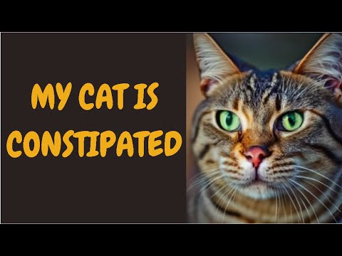 My Cat Is Constipated