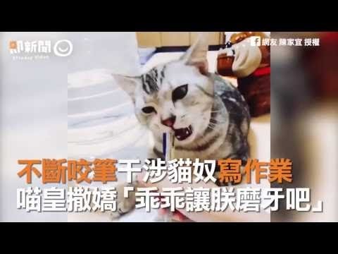 不斷咬筆干涉貓奴寫作業　喵皇撒嬌「乖乖讓朕磨牙吧」 寫完就陪你咩~