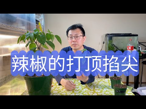 辣椒的打顶掐尖：哪些辣椒要掐尖，哪些辣椒不要掐尖？这里为你解答！