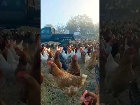 chicken farm #chicken #happyfarm #myfarm