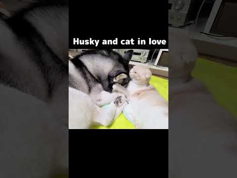 Husky and cat in love #shots