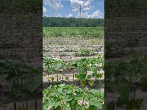 Dove field update