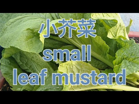 小芥菜 small leaf mustard