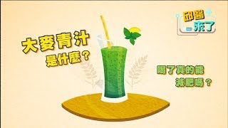 【邱醫來了】大麥青汁是什麼？喝了真的能減肥嗎？