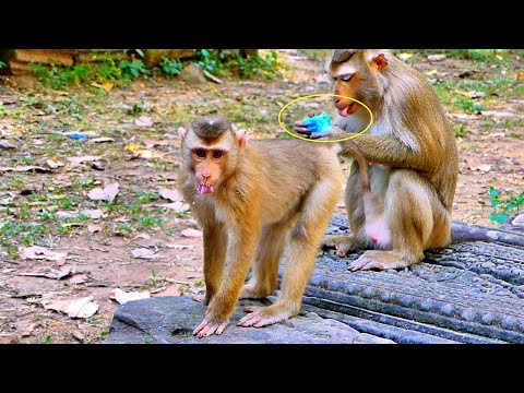 Really Unbelievable..!! Monkey LUNA tries to grab Milk from Little Monkey LEO, Looks so hungry.