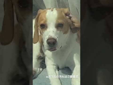 お出迎え#shorts #いぬ #犬 #ビーグル #ビーグル犬 #圧 #おかえり#出迎え犬#ただいま#ムギ#でん