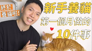 新手養貓第一個月做的10件事！我們終於領養貓咪啦🐈