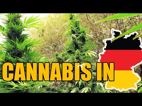 Cannabis Outdoor Grow in Germany