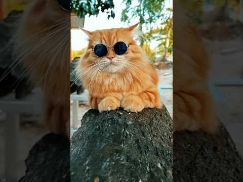 cool #cats #catvideos #catlovers #catvideos #cats #gift