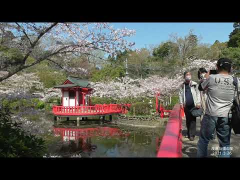 茂原公園の桜満開