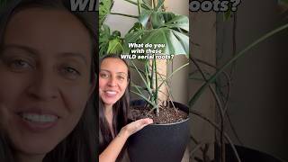 What to do with your monstera aerial roots? #monsteraplant #plantcaretips #plantcare