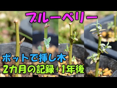 【挿し木】ブルーベリー 2カ月間の記録+1年後