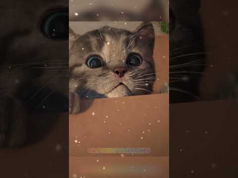 CUTE LITTLE KITTEN SNOW ADVENTURE