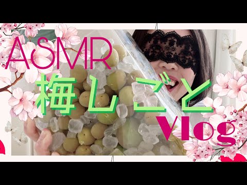 【ASMR?】ダラダラ話しながら梅しごとをする動画