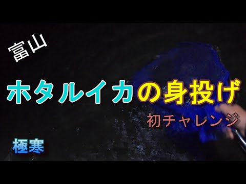 【富山】ホタルイカの身投げを体験してみたい