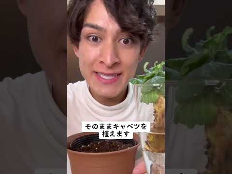 キャベツの育て方🥬✨｜そらベジ🥝ガーデンハック