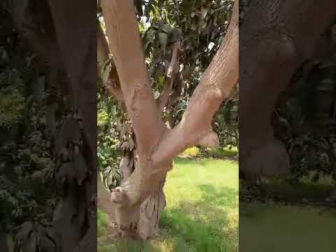 Mangoes in garden #shorts #youtubeshorts #mango