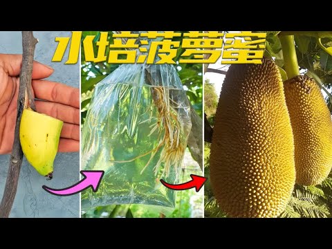 水培菠萝蜜树你见过吗？方便快捷，值得信赖