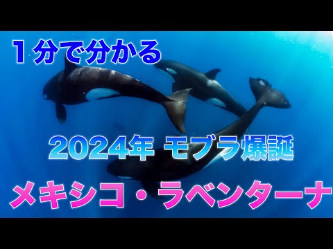 2024年・１分で分かるーモブラ爆誕・メキシコラベンターナ