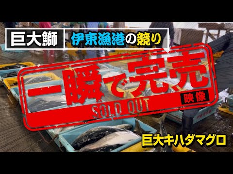 【9割の人が知らない世界に潜入】伊東港に水揚げされた魚の競り見学。キハダマグロや金目鯛など豊富な魚種。伊東港の釣り情報も