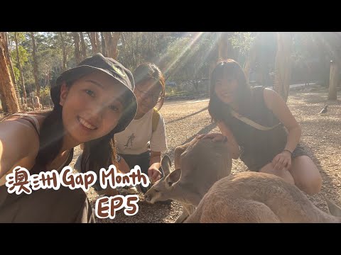 【澳洲Gap Month EP5】出發黃金海岸！庫倫賓野生動物保護區