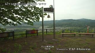 ルピナスの群落とズリ山展望広場／赤平市 Lupinus colony and Zuri-yama Viewing Plaza in Akabira city