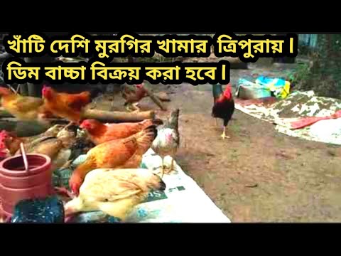 বিশাল দেশি মুরগির খামার ত্রিপুরা রাজ্যে // Desi Murgi Farm in Tripura//