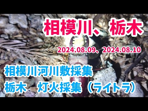 【昆虫採集】ご視聴者さんと 相模川 河川敷採集からの栃木 灯火採集 2024.08.09、10［ミヤマクワガタ、ヒラタクワガタ、コクワガタ、カブトムシ、クワガタ採集］