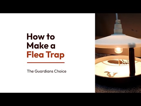 How To Make A Flea Trap That Actually Attracts Fleas | How to Make a Flea Trap