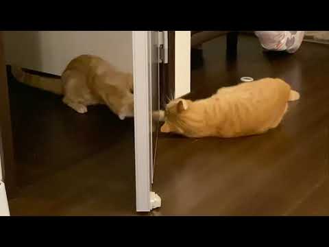 【ねこ動画】鏡じゃないよ。母猫と子猫のシンクロ動画