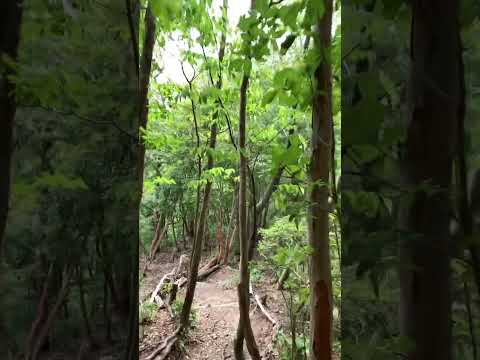 炭焼き小屋コース