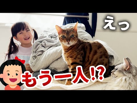 いとこちゃん来訪！おてんば娘がもう一人増えたときの子守り猫の反応