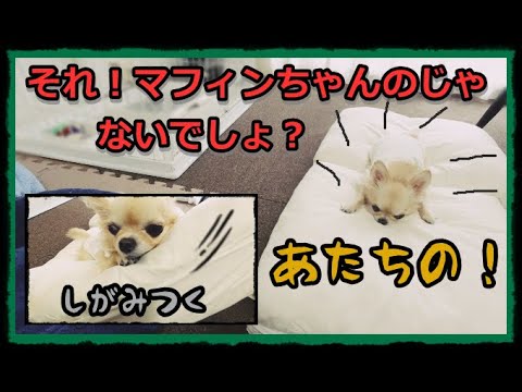 【欲張りな犬】それ！マフィンちゃんのじゃないでしょ😮！全部あたちのでちゅ🐶！クッションを片付けさせてくれない🐾チワワ～Greedy little cute chihuahua💗～