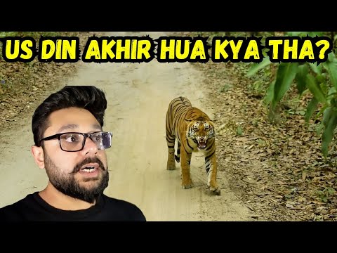 Tiger Charges at us in Pilibhir Tiger reserve | Why did it happen?