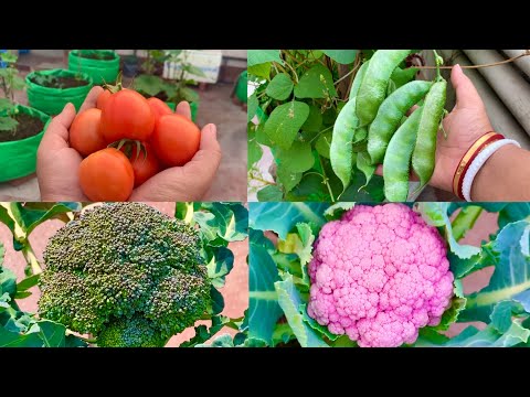 Best Winter Vegetable plant Seeds To Grow In December / Vegetable Seeds To Sow In December